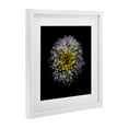 thumbnail image 4 of White And Yellow Mum White Framed Print Under Glass, design by Brian Carson Photography, 4 of 10