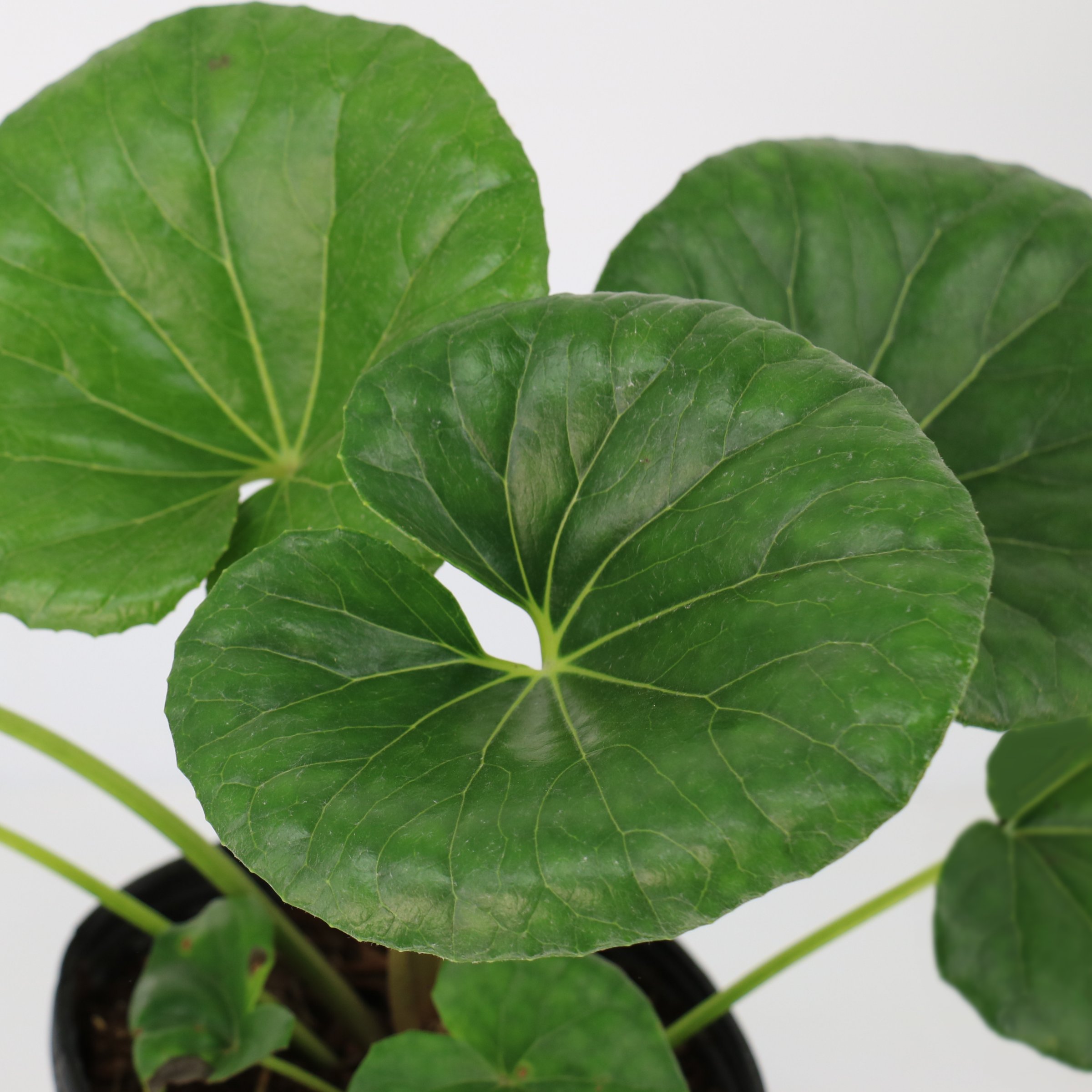 National Plant Network 1 gal. Farfugium Giganteum Tractor Seat Perennial Plant