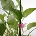 thumbnail image 2 of 30Pcs Dragonfly Orchid Clips Garden Plant Support Clips Cute Flower Vine Clips, 2 of 5