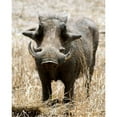 thumbnail image 3 of Underdahl, Dana 12x14 Black Modern Framed Museum Art Print Titled - Warthog, 3 of 5