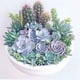 thumbnail image 1 of Wdftyju Kits de pintura de diamantes 5D DIY, cuadro de mosaico de suculentas en maceta con taladro redondo completo Wdftyju 7tz3ef4jr1nq1cz7, 1 of 9