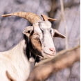 thumbnail image 2 of Quillen, Donnie 20x20 White Modern Wood Framed Museum Art Print Titled - Brown Goat, 2 of 4