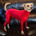 thumbnail image 2 of Shedding Hair Recovery Suit Pet's Bodysuit Sport Shirt Reduce Anxiety Jumpshirt S, 2 of 2