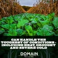 Seed Plot Domain Outdoor Bombshell Food Plot Seed - Covers 1/2 Acre - Rapid ...