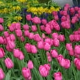 thumbnail image 2 of Don Quichotte Triumph Tulip Flower Bulbs - 10 Bulbs per Pack - Good as Cut Flowers - Good For Indoor Forcing - Easy to Grow Live Plants - Outdoor Garden, 2 of 4