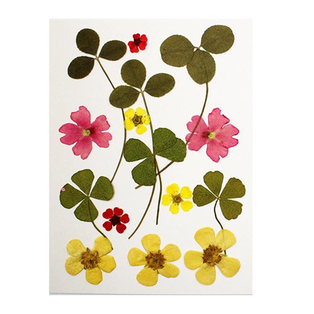 13 Piezas Secas Naturale Adorno de Hojas Prensadas Reales para lidade Fabricación de Tarjetas de álbum de Recortes de Bricoje, Amarillo Sunnimix Flores secas prensadas naturales