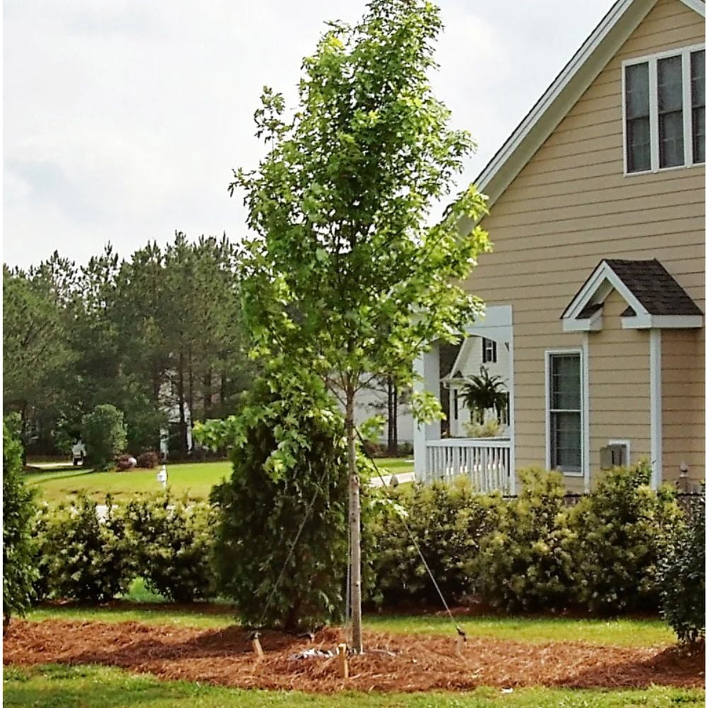 Expert Gardener 2-3 ft tall October Glory Maple Live Tree in 5-Gallon Grower Pot