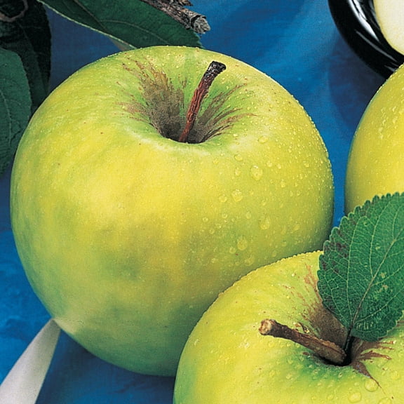 Gurney's Granny Smith Apple 2-4' Green Live Plants in Bare Root, Hardy in USDA zones 5 to 9