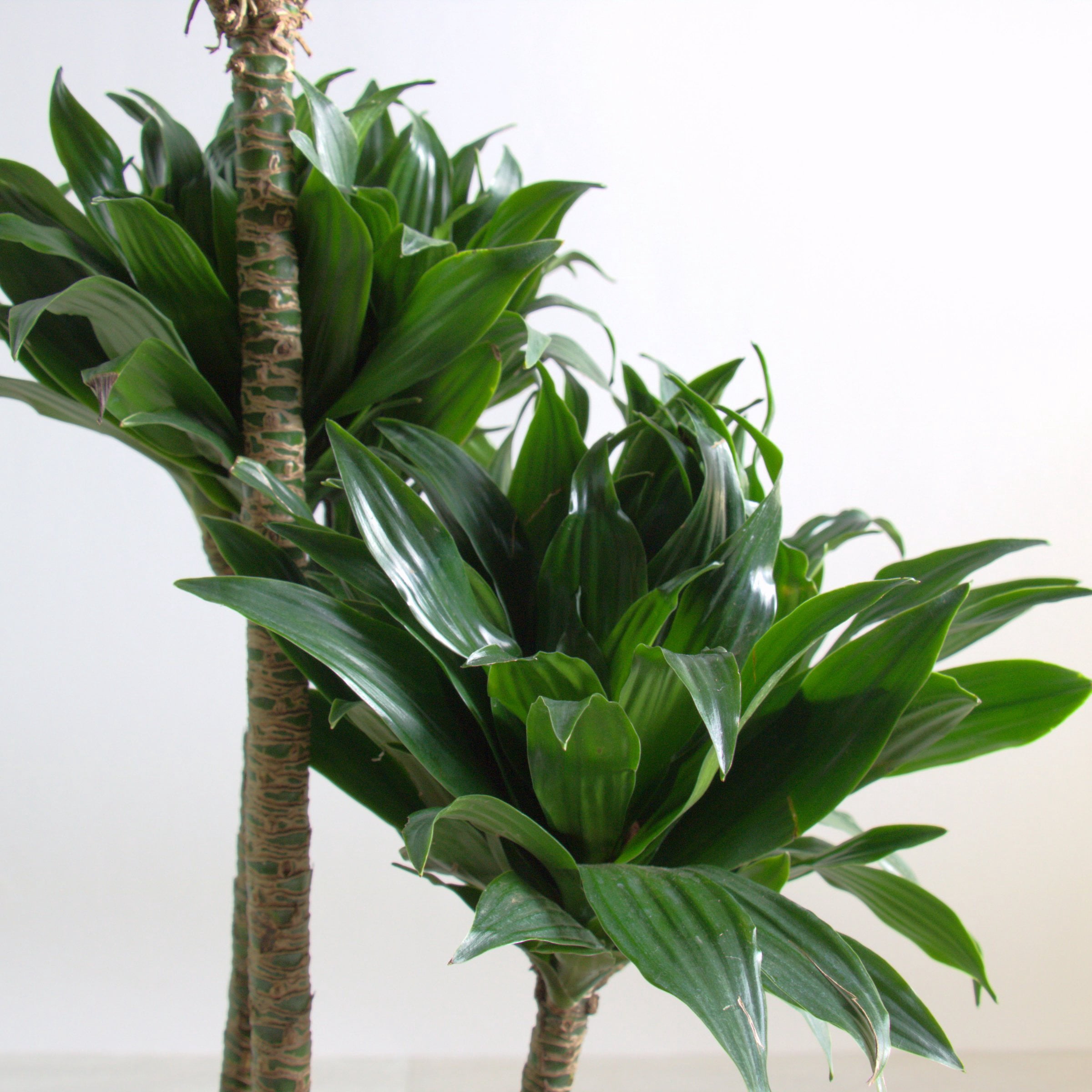 10 in. Dracaena Janet Craig Compacta 3-2-1