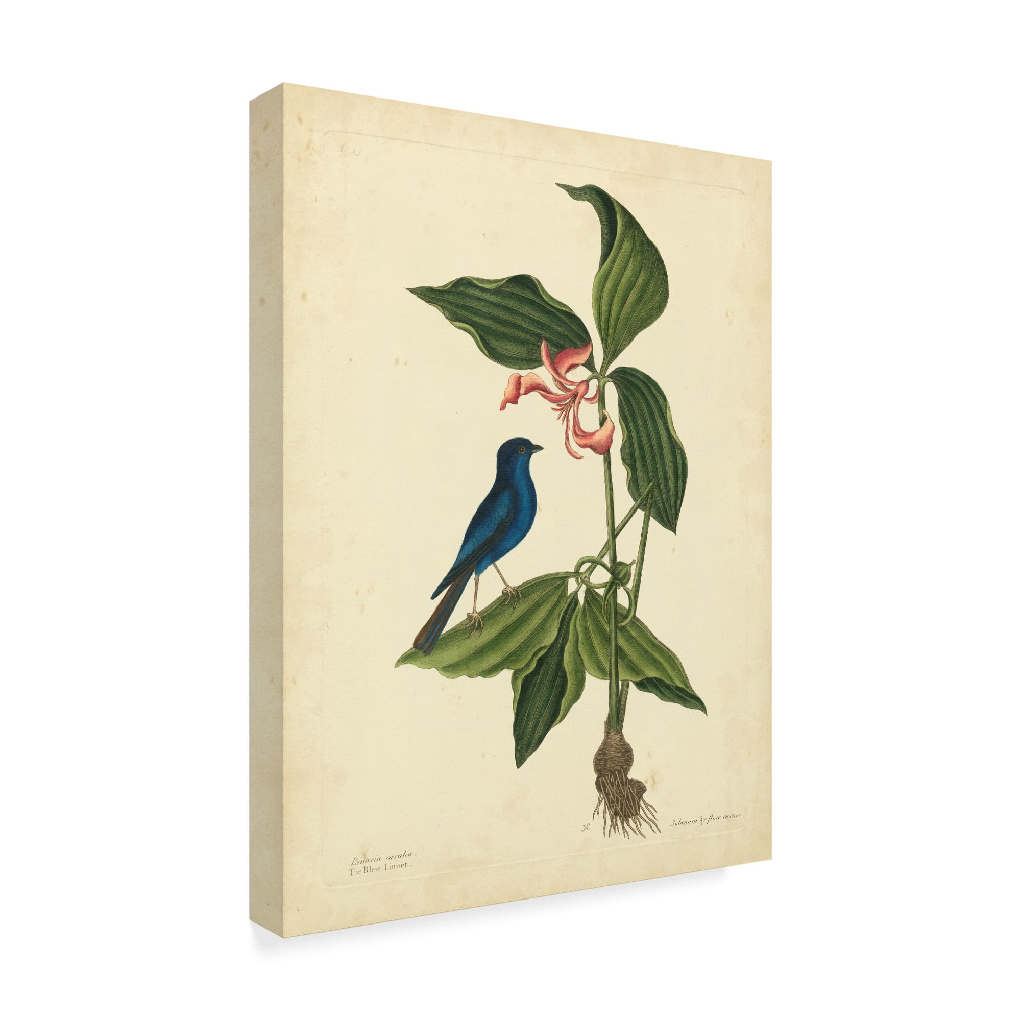 Trademark Fine Art 'Catesby Bird And Botanical IV' Canvas Art by Mark Catesby