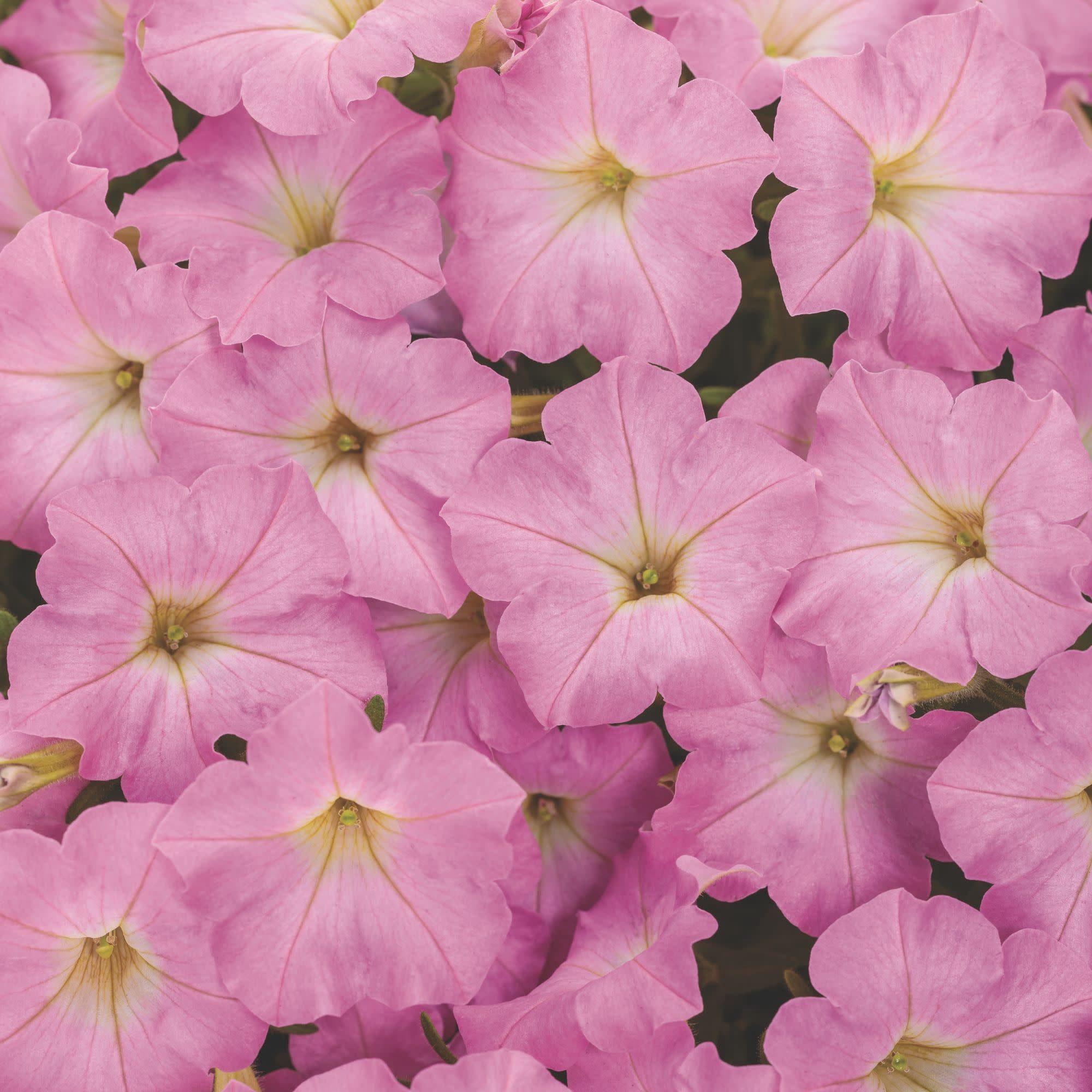 Proven Winners 4" Supertunia Mini Vista Pink Cloud Supertunia Live Plant in 4.25" Pot (4 Count)