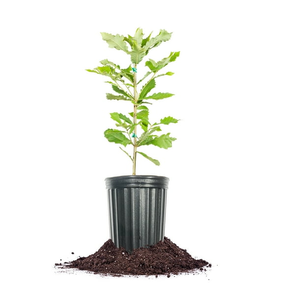 Perfect Plants Swamp Chestnut Oak Tree 1 Gallon
