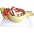 thumbnail image 2 of Human Glomerulus Model, Glomerulus Anatomical Model, Realistic Kidney Structure Display with Base, 2 of 6