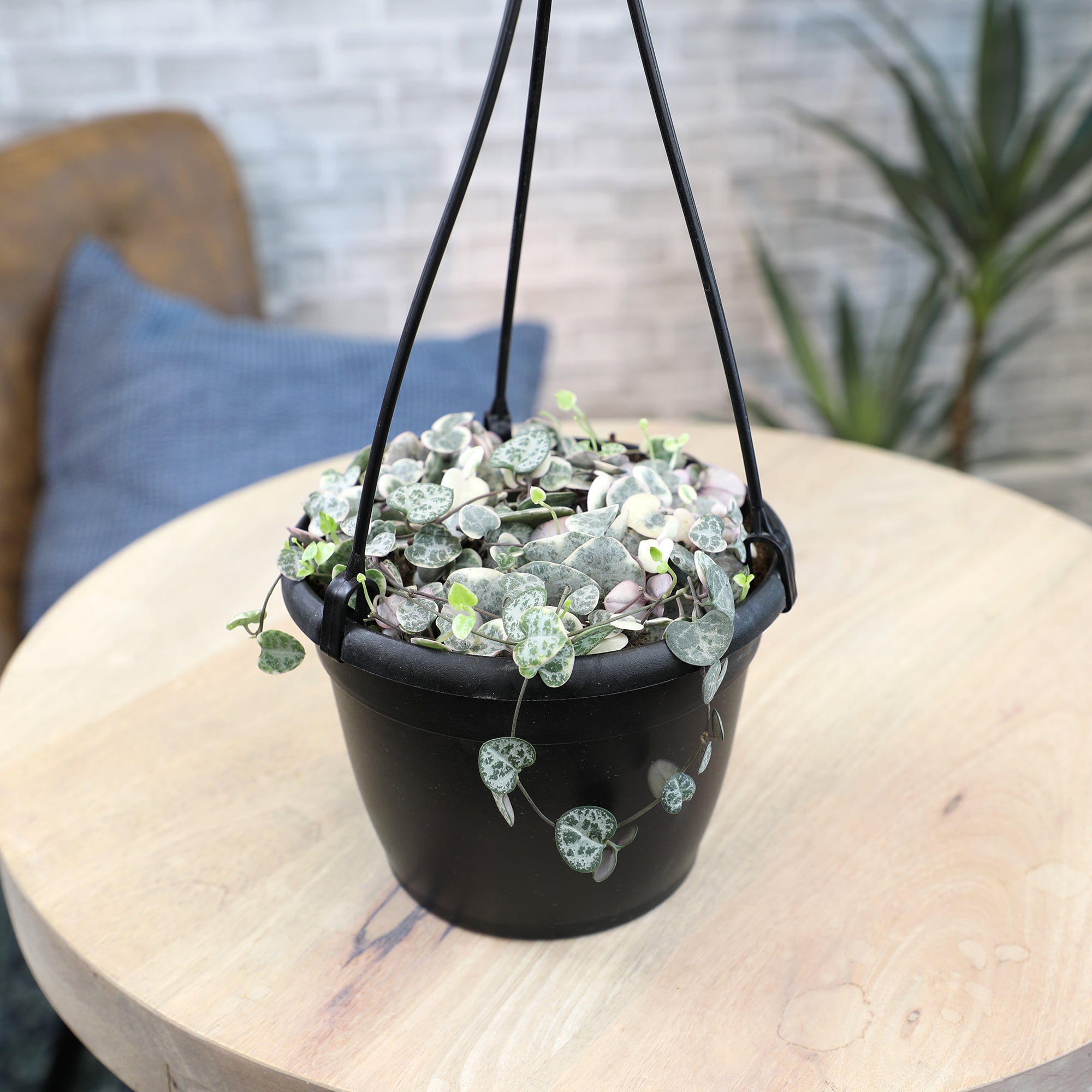 Variegated String of Hearts 6" Hanging Pot | Pet Friendly | Full Sunlight | Element by Altman Plants