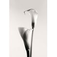 thumbnail image 2 of Hanchevici, Calin 13x18 White Modern Wood Framed Museum Art Print Titled - Calla, 2 of 4