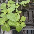 thumbnail image 3 of Set 2 Orange Habanero Pepper Plants Live Chili Hot Peppers Plant 5-7"Tall, No Pot, 3 of 5