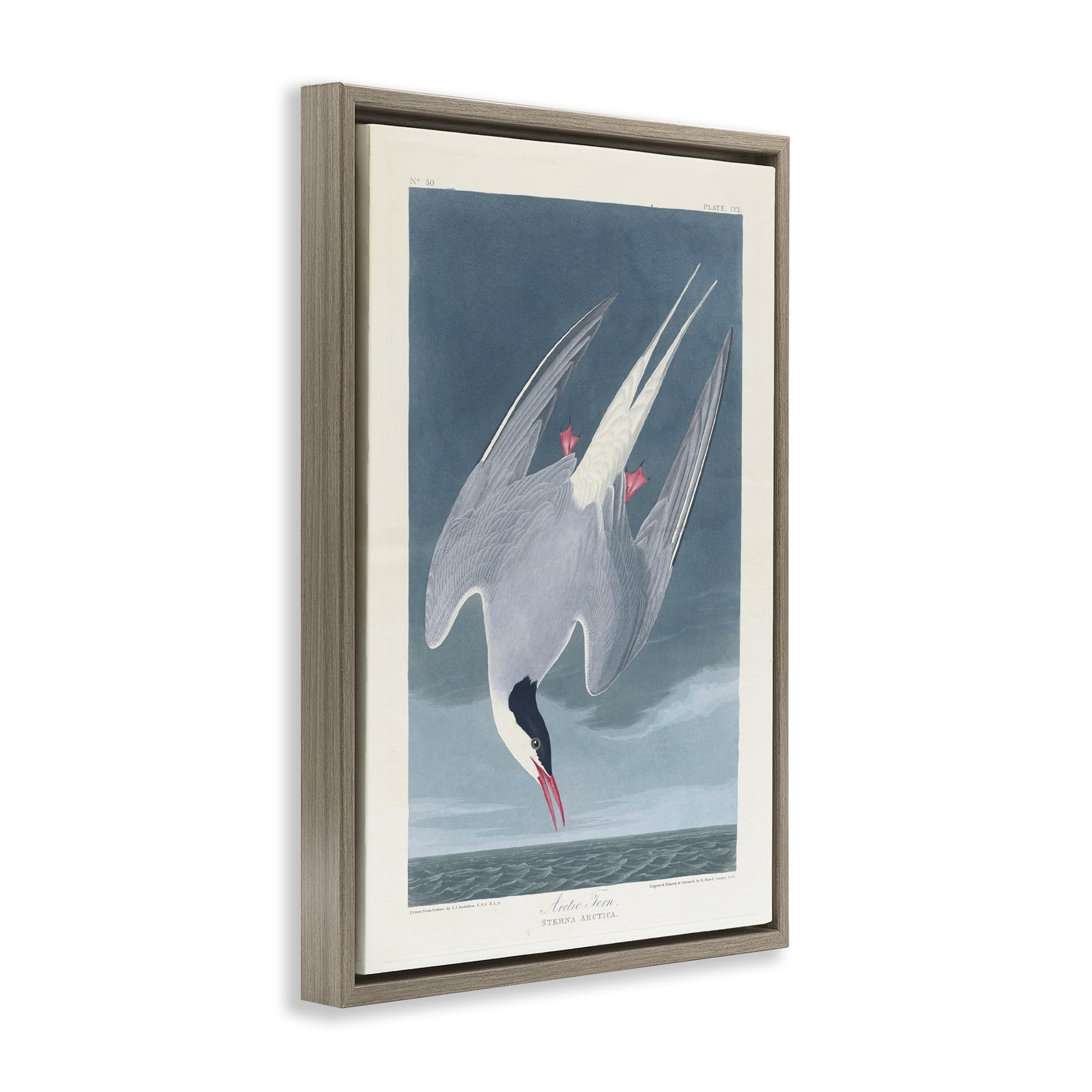 Stupell Industries Classic Arctic Tern Bird Animals Painting Brown Floater Framed Canvas Art Print Wall Art, 21 x 31