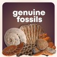 thumbnail image 4 of Rock, Fossil & Mineral Collection & Activity Kit. Includes 250+ Real Gemstones, Crystals Specimens & Jumbo Learning Mat - Bulk Rough Rocks, Polished Gem Stones, Genuine Fossils, 4 of 8