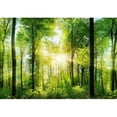 thumbnail image 2 of Wall26 - Light Shining Through a Forest Canopy - Canvas Art Wall Decor - 66"x96", 2 of 6