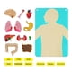 thumbnail image 1 of Kits de juegos interactivos educativos de órgano corporal, rompecabezas de estructura del cuerpo humano para colgar en la pared para niños en edad, 1 of 9