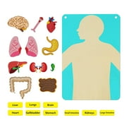 Kokiya Body Parts Learning Story Board Set Early Learning Teaching Body Parts