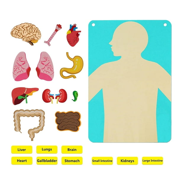 Kits de juegos interactivos educativos de órgano corporal, rompecabezas de estructura del cuerpo humano para colgar en la pared para niños en edad