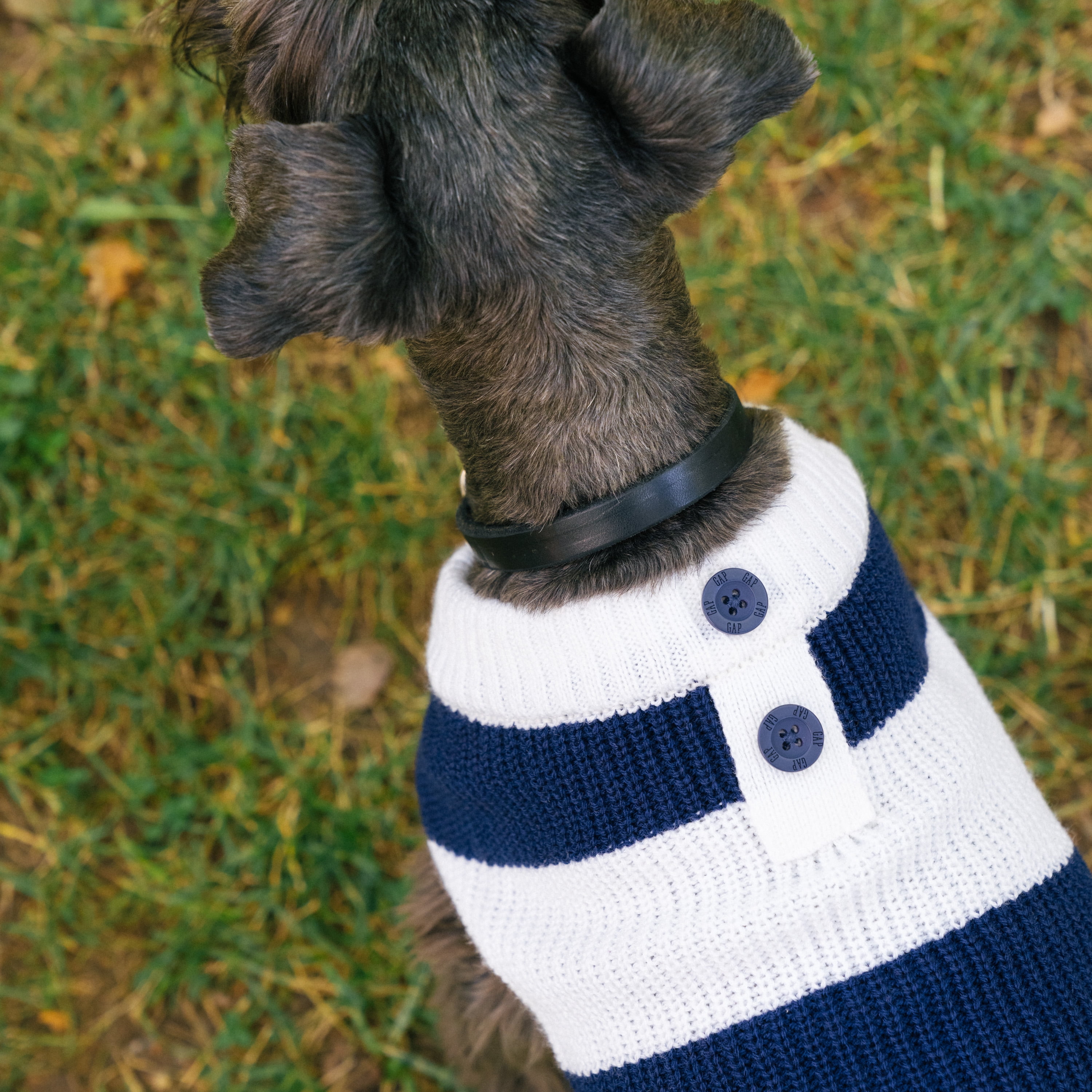 Gap Pet, Dog Clothes, Blue Striped Henley Pet Sweater