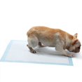 thumbnail image 2 of 100 Count 24x24 Heavy Absorbent Dog Puppy Training Potty Pads, 2 of 6