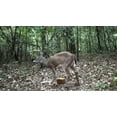 thumbnail image 5 of Manna Pro Extreme Apple Deer Block 20lb, 5 of 23