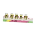 thumbnail image 2 of lionlar Demonstration Tooth Model Education Standard Tooth for School Classroom Kids B, 2 of 9