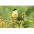 thumbnail image 2 of Jaynes Gallery 18x13 Gold Ornate Wood Framed with Double Matting Museum Art Print Titled - Brazil-Pantanal Black-capped donacobius bird close-up, 2 of 4