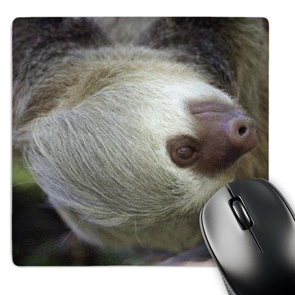 3dRose, Costa Rica, Hoffmans Two-Toed Sloth wildlife - SA22 KWI0003 - Kymri Wilt, MousePad