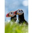 thumbnail image 2 of CafePress - Puffin Pair 7.355X9.45 - Rectangle Magnet, 2"x3" Refrigerator Magnet, 2 of 2