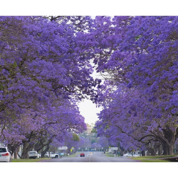Blue Jacaranda Tree Seeds (100 Seeds) - Easy to Grow, Rare Blue Flowering Tree