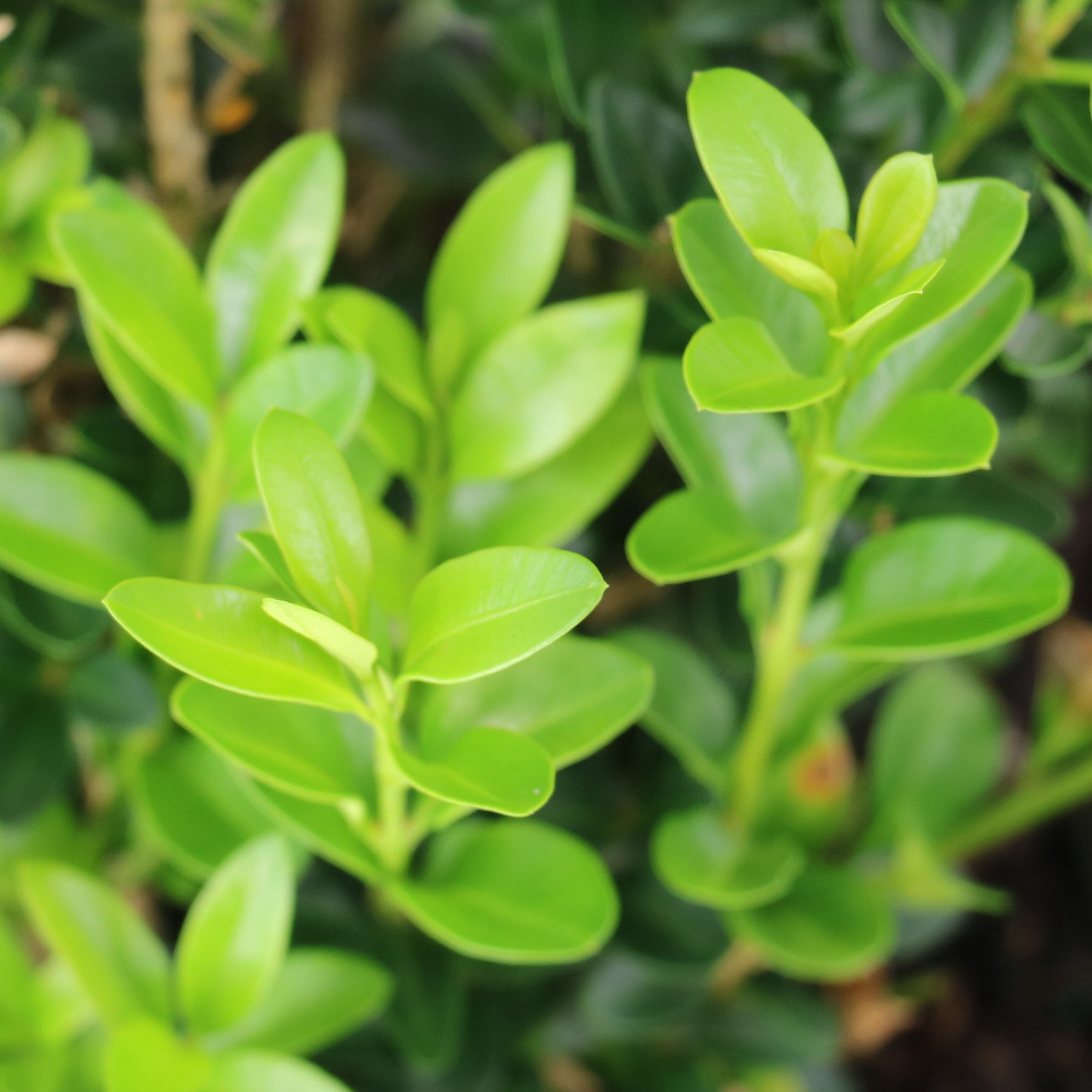 3 gal. Boxwood Green Velvet Shrub