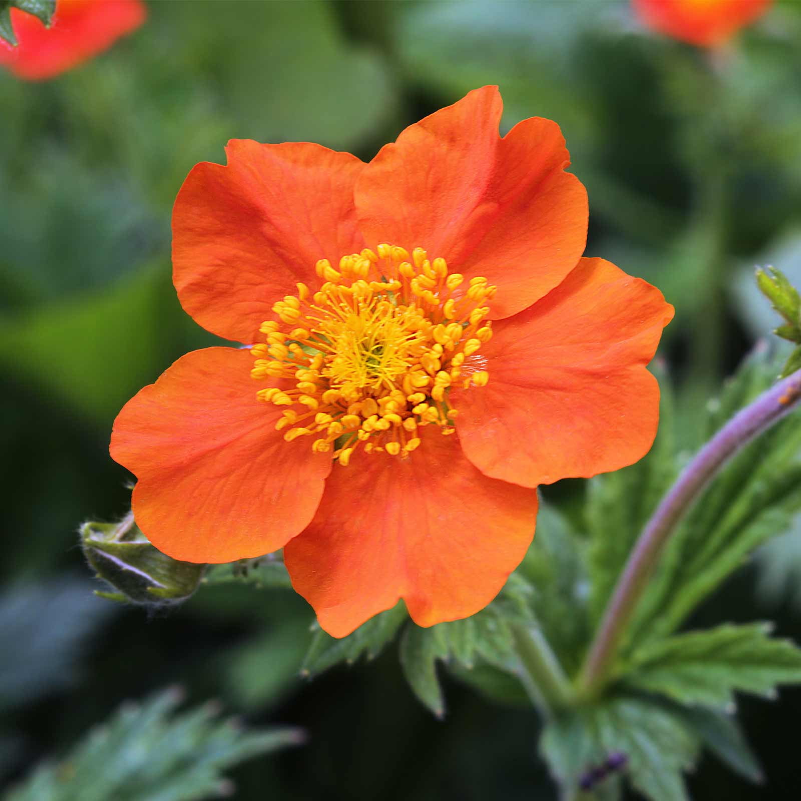 Mrs. Bradshaw Geum Flower Garden Seeds 1000 Seeds