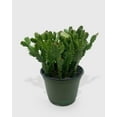 thumbnail image 5 of Zygocactus 'Christmas Cactus' - Live Air-Purifying Indoor Plant in Nursery Pot – Easy Care, Low Maintenance Houseplant for Home & Office Decor, Natural Air Cleaner, Best for Beginners (4"Pot, White), 5 of 5