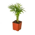 thumbnail image 3 of Parlor Palm, 4" Pot, Indoor Houseplant, Easy Care, Live Plant for Indoor & Outdoor, 3 of 9