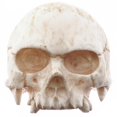 thumbnail image 3 of 1" Mens Biker Jawless Skull Hand Carving Anituqe Stained Bison Bone Ring, 3 of 4