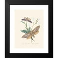 thumbnail image 2 of Edward Donovan 19x24 Black Modern Framed Museum Art Print Titled - An Epitome of the Natural History of the Insects of New Holland, New Zealand Pl.37 (1805), 2 of 5