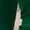 Blackish Green, variant on Long Sleeve Shirts For Women Solid Color High Neck Crewneck Long Sleeve Tee Slim Fit Stretchy Rayon Spandex Base Layer Top Gold S-5Xl