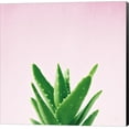 thumbnail image 1 of Succulent Simplicity V on Pink by Felicity Bradley, Canvas Wall Art, 1 of 1