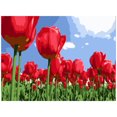 thumbnail image 1 of 16 x 20 Inch DIY Oil Painting on Canvas Paint by Number Kit Beautiful Flower Pattern for Adults Kids Beginner Craft Home Wall Decor Gift Frameless,Type 3, 1 of 8