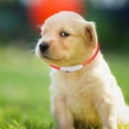 thumbnail image 1 of unbranded Collar LED Para Mascotas Con Flexible Y USB Para En Paseos Nocturnos, 1 of 5
