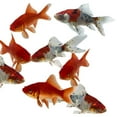 thumbnail image 1 of Goldfish Pond Pack #3 (Includes Shubunkins & Comets) by Toledo Goldfish, 1 of 16