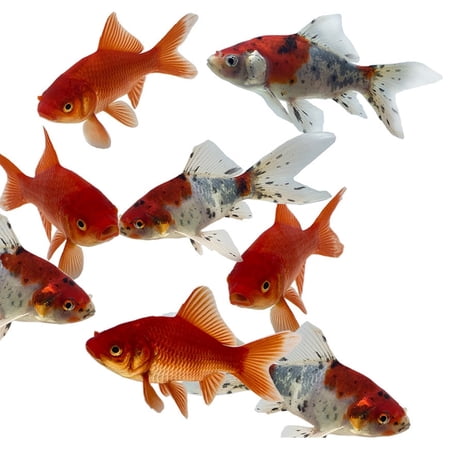 Goldfish Pond Pack #3 (Includes Shubunkins & Comets) by Toledo Goldfish