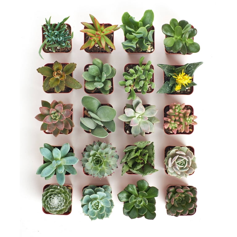 unpotted artificial succulents 2 Stems Realistic-Looking Artificial/Faux/Fake Succulent Unpotted Plan   FiveSeasonStuff