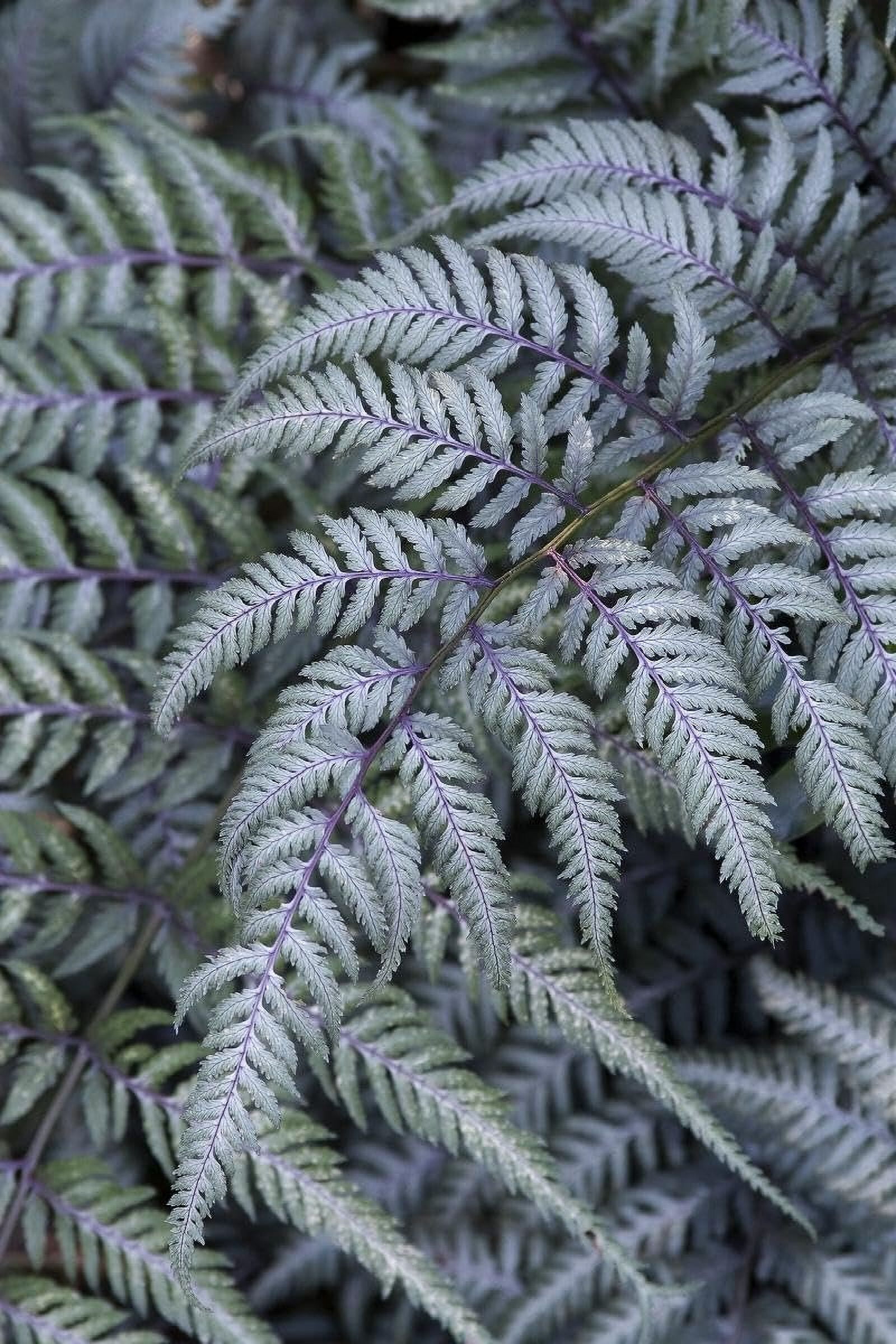 Japanese Painted Fern  3 Live Plants  Athyrium Niponicum  Shade Garden Essential  Lush Foliage Accent