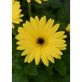 Better Homes & Gardens 1.5 Pint Orange Gerbera Daisy Annual Flowers