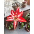 thumbnail image 2 of HJADGG Double Amaryllis Bulbs for Fall Planting Large Hippeastrum Perennial Flowers Bulbs Size 10-11 Inch Perfect for Garden, Gift with Wrapping and Planting Instruction (1, Double Splash), 2 of 7